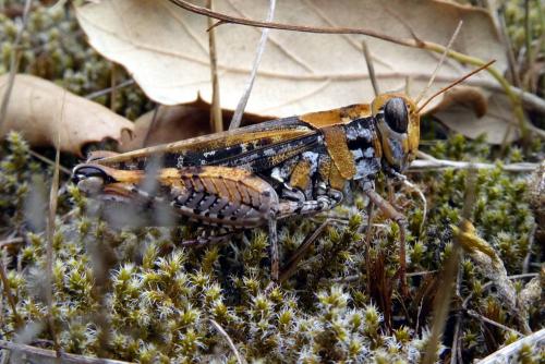Calliptamus sp.
